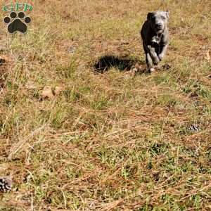 Darla, Cane Corso Mix Puppy